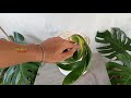 Perawatan Bonsai Kelapa GIMBAL||coconut bonsai care