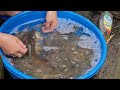 Harvest Fish With Bamboo Baskets, Bring Them Home And Dig Ponds To Release The Fish- Lý Thị Nhâm