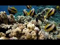 the ocean 4k - Sea Animals for Relaxation, Beautiful Coral Reef Fish | relaxing music