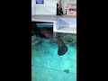 Meet Lil Joe a 1,600 pound manatee