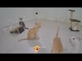 Funniest Cats ❤️🤣 Funny And Cute Animal Videos 2024 🐕😆