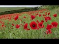 West Pentire Poppies.