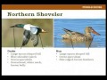 Identifying Waterfowl on the Wing - Pat Kehoe