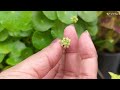 pennywort/ डालर प्लांट/ गार्डेनिंग नहीं आती तो ये पौधा लगाएं। care tips, soil,pot full information..