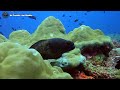 Reef Life to Relaxing Music