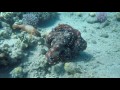 Unbelievable footage from the Red Sea of three octopuses fighting !!!!!