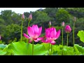 Beautiful Relaxing Music 🌼 Peaceful Meditation Music 🌼 Spring and Birds of World Relaxation Film