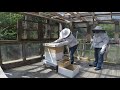 New beekeepers: 1st Ever Honey Bee package install - step-by-step- off grid preparation