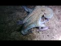 octopus catching a rabbitfish