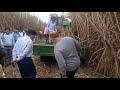 sugarcane harvesting mashine