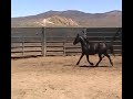 #2037 10yr old blk mare, 14.2h, Silver king, NV