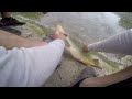 LIVE BAIT Fishing For BIG Flathead Catfish