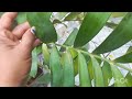 Cardboard palm /Zamia palm # complete care info # best ornamental house plant