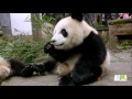 Panda Twins are Hungry and Rambunctious