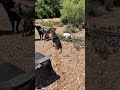 RIVER WOLFPACK Just hanging out on the sand bar (Raw)