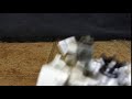 Random Transformers Stop motion 9