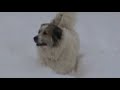 Caucasian mountain dog, and Pyrenean mountain dog  playing in the Bulgarian snow