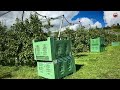 Switzerland Countryside Life🇨🇭Walking in A Fruits paradise📍Thurgau SWITZERLAND