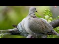 Birdwatching: Eurasian Collared Dove Call - Bird Sounds - 4K Video Ultra HD