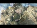 Sea Anemones in the rock pools at Christmas