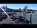 Sea Lions of Pier 39