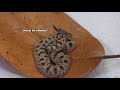 Baby Hognose Snakes Hatching!!! *Cuteness Overload*