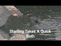 Starling Bathing