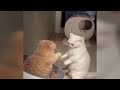 You Laugh You Lose😹Funniest Dogs and Cats 2024😻🐶