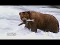 Grizzly Battleground (Full Episode) | Alaska's Grizzly Gauntlet