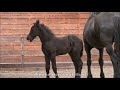 How to breed Friesian horses. I explain.