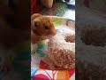 Dayum hamster!!!!!!