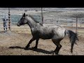 #4706 15yo blue roan mare, 15h warm springs