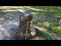 PART 3 of neat tree stump bird bath/ feeder build.