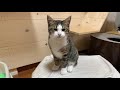 Cute cat gives excuses in meows.
