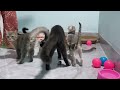 You Laugh You Lose😻🐶Funniest Dogs and Cats 2024😻🐈