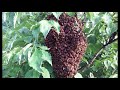 Honeybee Swarm Removal Trick/ Leave No Bees Behind