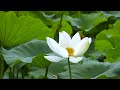 Relaxing Music to Relieve Stress, Anxiety and Depression • Mind, Body - Soothing music for nerves