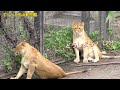 《旭山動物園ライオン＆トラ》歯止めなしやんちゃパパオリトに3姫も逃げるオリトイオファミリー。かまってメイ炸裂vol521/Lion's naughty dad is exhausting family