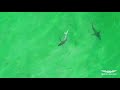 Solar Eclipse Sharks Panama City Beach 8/21/17