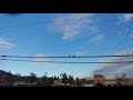 Ravens sitting on a telephone wire