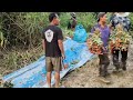 Harvesting Organic Litchi Goes To Country Side For Sale In The Market