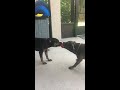 Roxy and blue playing tug-of-war