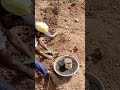 Planting of banana spesal 9902038931(1)