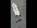 My pug Nugget playing with the hose.