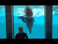 Educational dolphin presentation