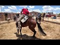 El CAPORAL ZACATECANO y sus CABALLOS educados a la ALTA ESCUELA - ALMA Coronel