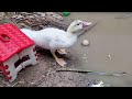 After the Rain, Rabbit Vlog's Animals Invite Each Other to the Garden to Play