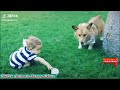 🐱🐶Cat Farting in The Face of a Dog & More || TikTok Animals-Funny and Cute Channel.🐒🐦
