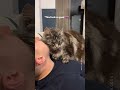 Wholesome Cat Video 🔊How Loving Maine Coons Can Be 😻