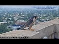 Cal Falcons: Banding Day Highlights 🐥🐥🐥🐥 3 cam compilation📽️  2024 May 15